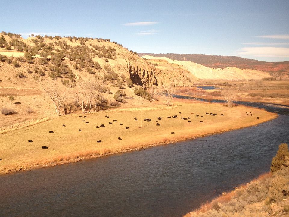 California Zephyr - Cows Colorado River