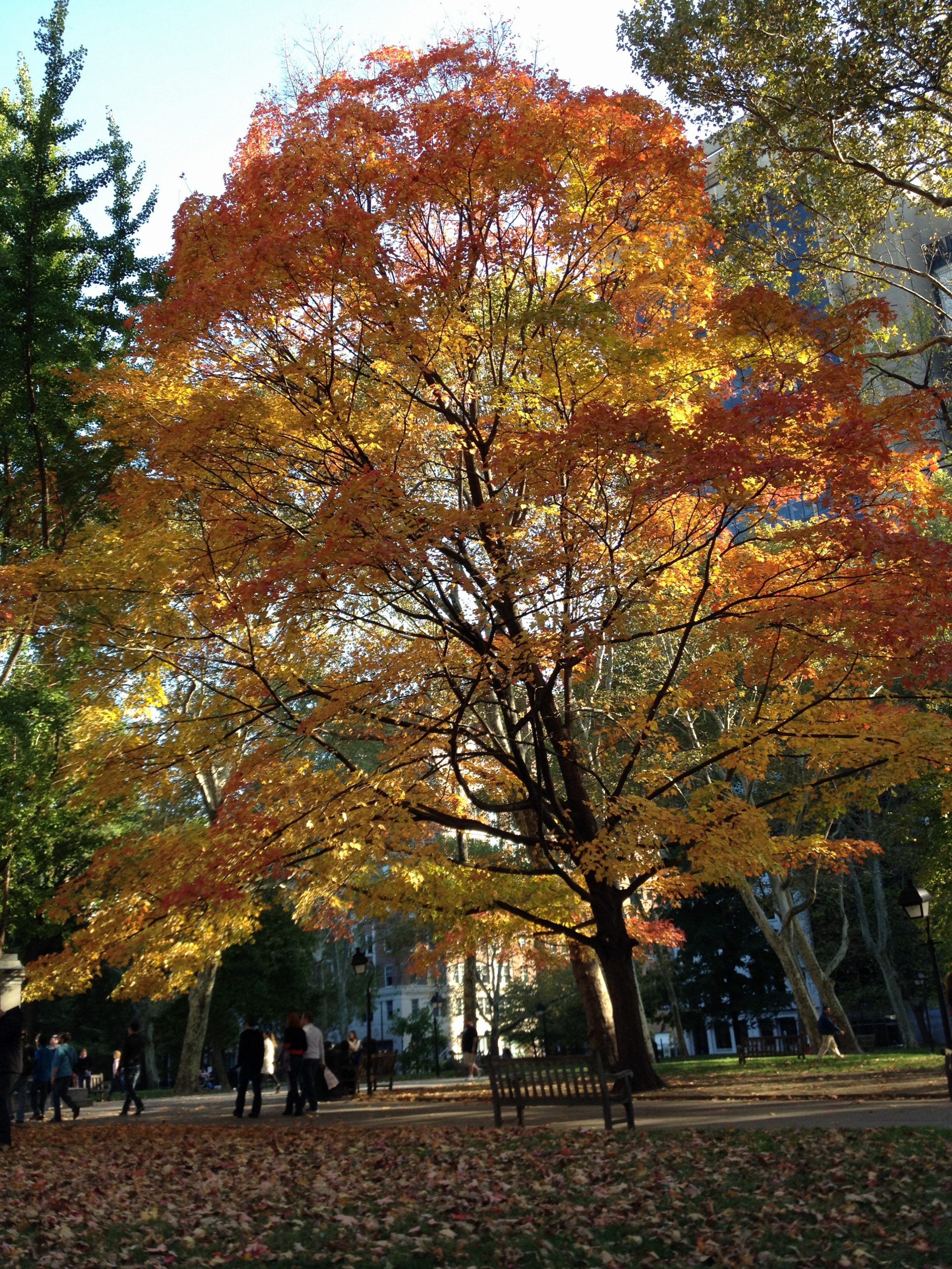 A massive tree changing colors in Philadelphia's Washington Square Park.